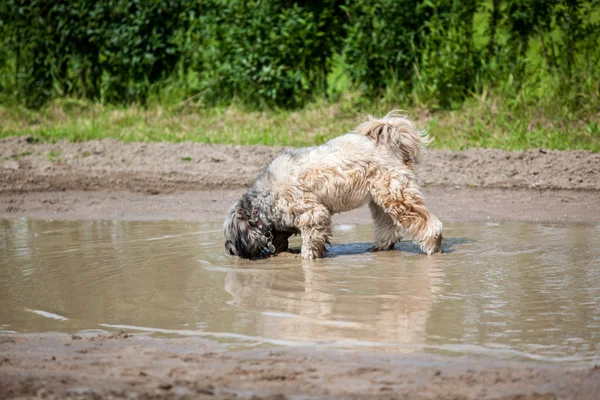 köpek su birikintisi