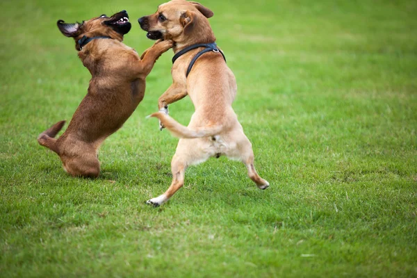 Walki psów — Zdjęcie stockowe