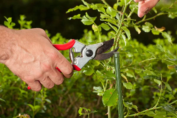 Bloem knippen — Stockfoto