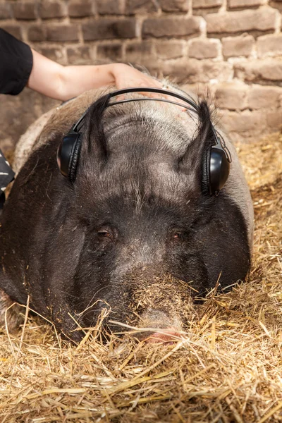 Wild boar Headset — Stock Photo, Image