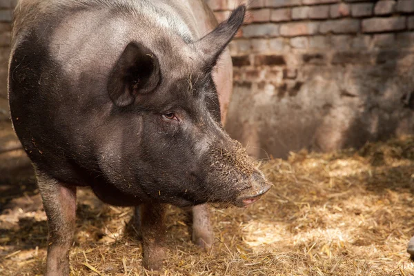 Pig Portrait — Stock Photo, Image