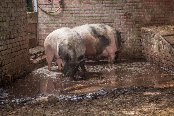 Drinking pigs — Stock Photo, Image