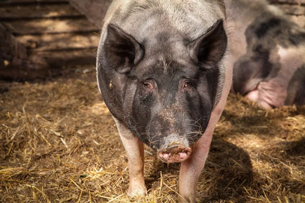 Pig look — Stock Photo, Image