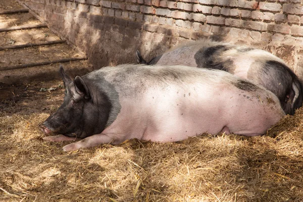 Relaxing Pigs — Stock Photo, Image
