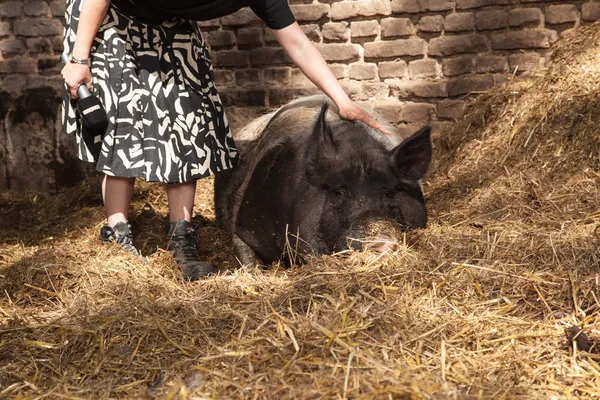 Pigs Interview — Stock Photo, Image