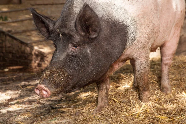 Pig watchin — Stock Photo, Image