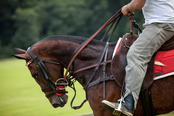 Pose de cheval — Photo