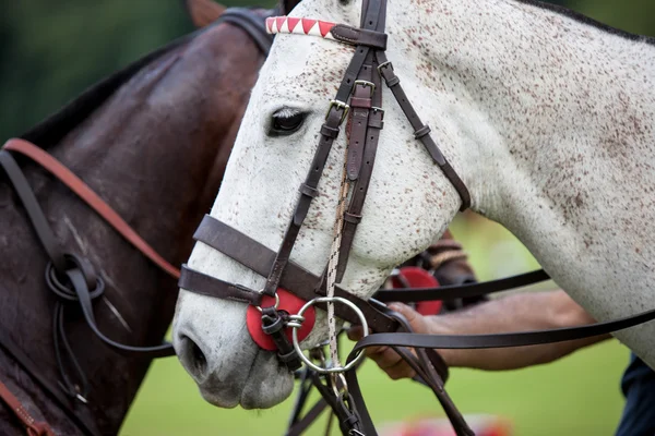 Caballo halter —  Fotos de Stock