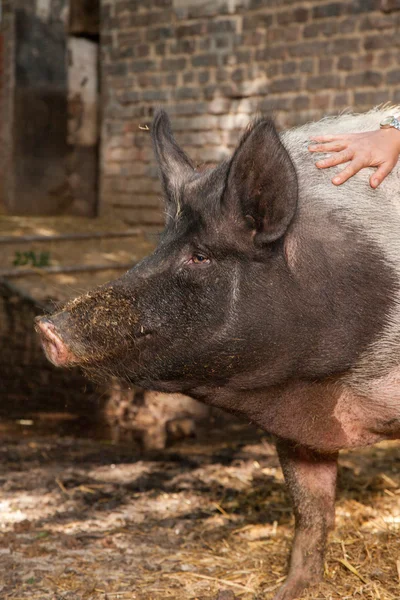 Pigs smells — Stock Photo, Image