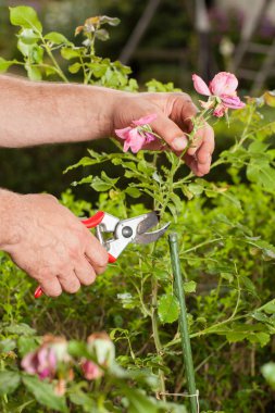 Bahçıvanlar çalışır.