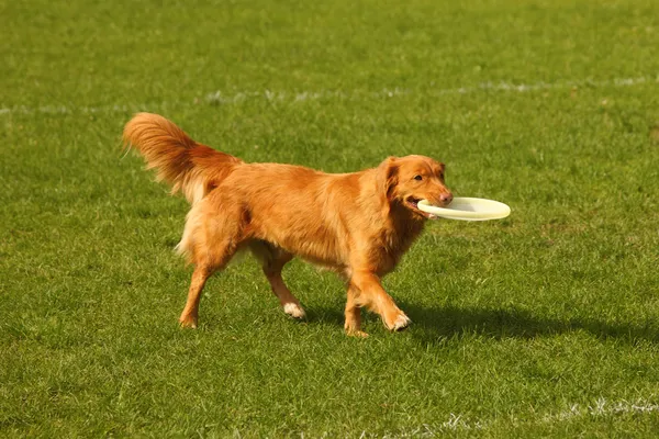 フリスビー犬 — ストック写真