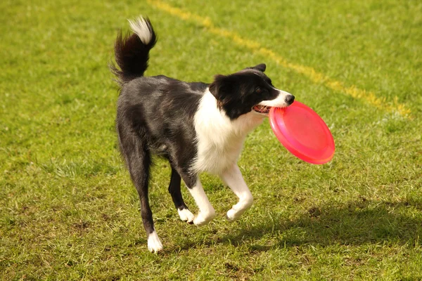 Frisbee plezier — Stockfoto