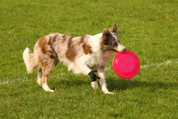 Bordercollie — Stockfoto