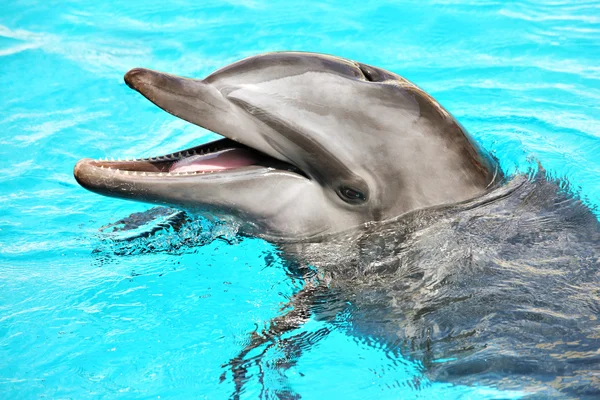 Friendly dolphin — Stock Photo, Image