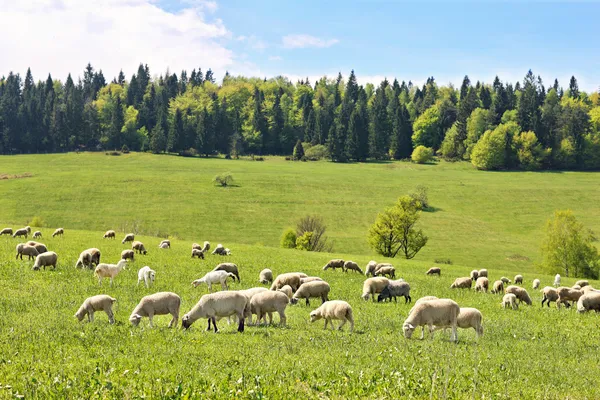 Gregge di pecore in Polonia — Foto Stock