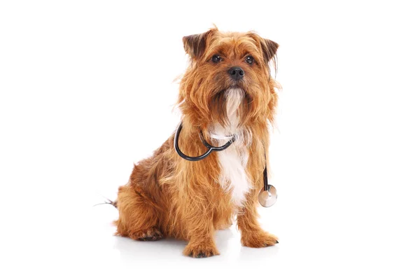 Dog with stethoscope — Stock Photo, Image