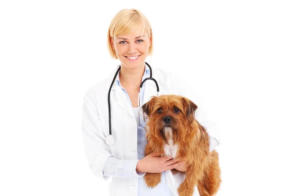 Feliz veterinario con un terrier — Foto de Stock