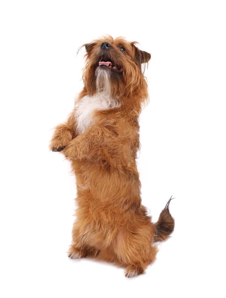 Smart dog showing a trick — Stock Photo, Image