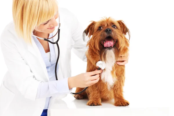 獣医は犬をテスト — ストック写真