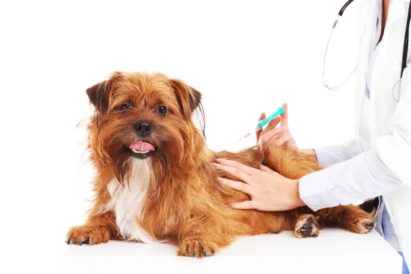 Chien vétérinaire et injection — Photo
