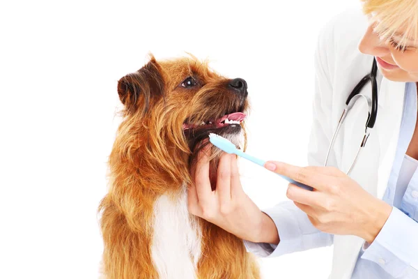 Vet brushing dog's teeth — Stock Photo, Image