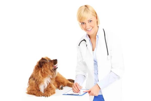 Hund og dyrlæge - Stock-foto