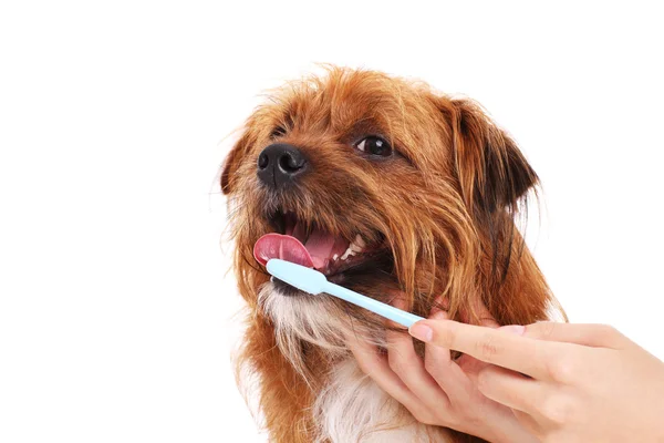 Cão com escova de dentes — Fotografia de Stock