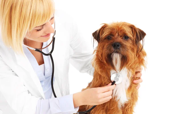 Veterinären undersöker en hund — Stockfoto