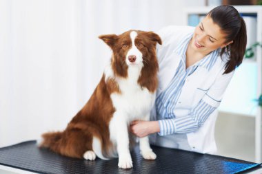 Veteriner muayenesinde Kahverengi Sınır Collie köpeği