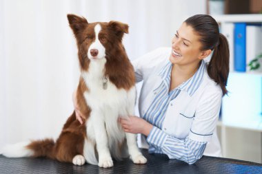 Veteriner muayenesinde Kahverengi Sınır Collie köpeği