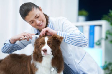Veteriner muayenesinde Kahverengi Sınır Collie köpeği