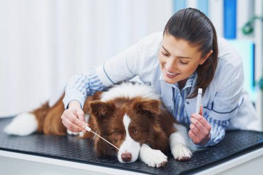 Veteriner muayenesinde Kahverengi Sınır Collie köpeği