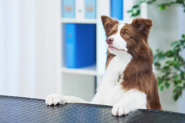 ブラウンボーダーコリー犬での訪問中に獣医 — ストック写真
