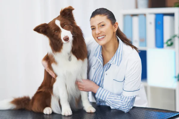 Brown Border Collie hund under besök i veterinär — Stockfoto