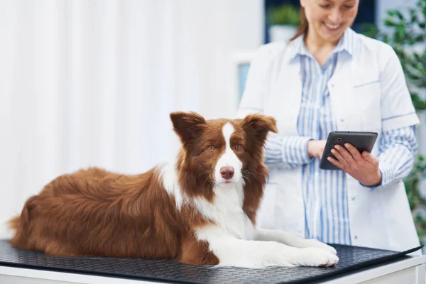 Brown Border Collie hund under besök i veterinär — Stockfoto