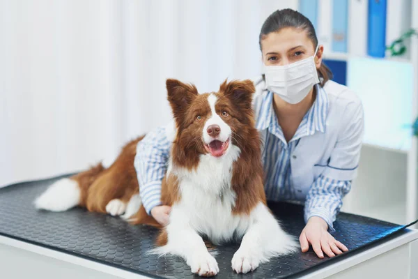 Brown Border Collie cane durante la visita in veterinario — Foto Stock