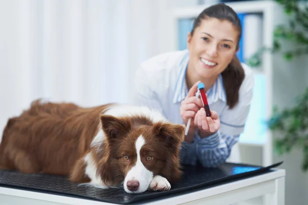 Brown Border Collie Hund bei Besuch beim Tierarzt — Stockfoto