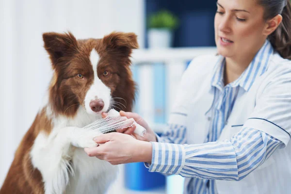 兽医探访过程中的褐色边境牧羊犬 — 图库照片