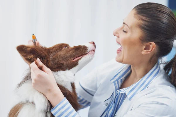 Brown Border Collie pies podczas wizyty u weterynarza — Zdjęcie stockowe