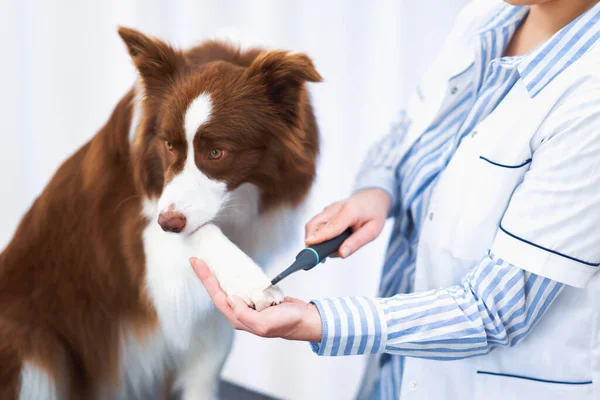 Brown Border Collie hund under besök i veterinär — Stockfoto