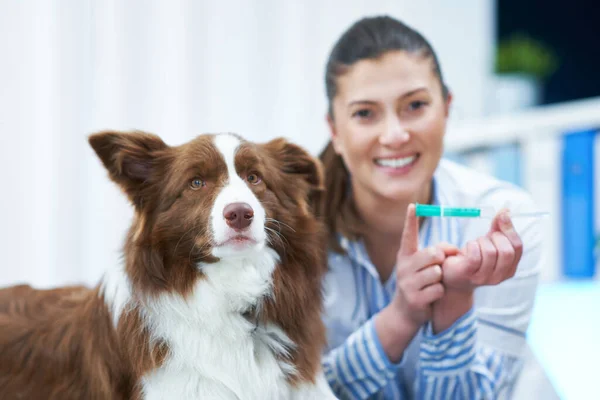 Brown Border Collie pies podczas wizyty u weterynarza — Zdjęcie stockowe