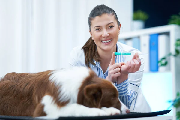 Brown Border Collie Hund bei Besuch beim Tierarzt — Stockfoto