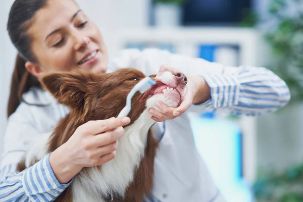 Brown Border Collie dog during visit in vet — Stock Photo, Image