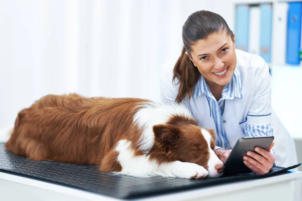 Brown Border Collie Hund bei Besuch beim Tierarzt — Stockfoto