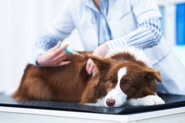 Brown Border kolie pes při návštěvě u veterináře — Stock fotografie