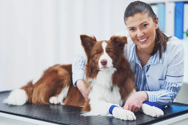 Brown Border Collie hund under besök i veterinär — Stockfoto