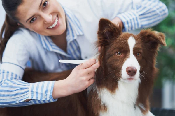 兽医探访过程中的褐色边境牧羊犬 — 图库照片