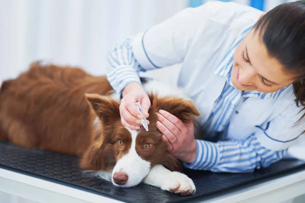 Bruine Border Collie hond tijdens bezoek bij dierenarts — Stockfoto