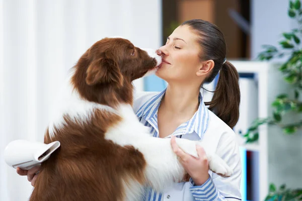 Brown Border Collie cane durante la visita toelettatore — Foto Stock