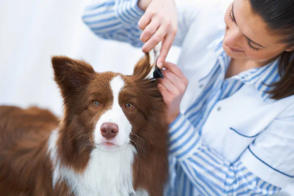 兽医探访过程中的褐色边境牧羊犬 — 图库照片